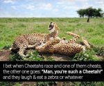 When-Cheetah-Cheat---So-Funny.jpg
