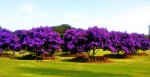 purple+tree.jpg