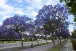 jacaranda3-4.jpg