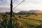 Baled_hay_in_Utah_Valley.jpg