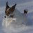 Jack Russell