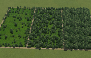 Livestock Wooded Forest