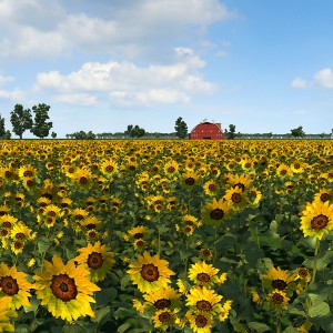 Sunflower field